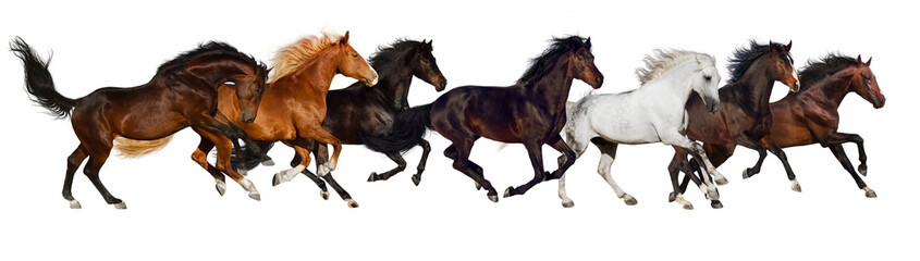 Wall Mural - horse herd run isolated on white, banner for website