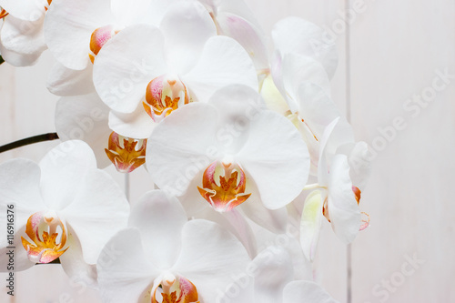 Fototapety Storczyki  phalaenopsis-bialy-na-swietle