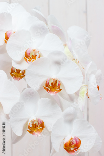 Dekoracja na wymiar  phalaenopsis-bialy-na-swietle