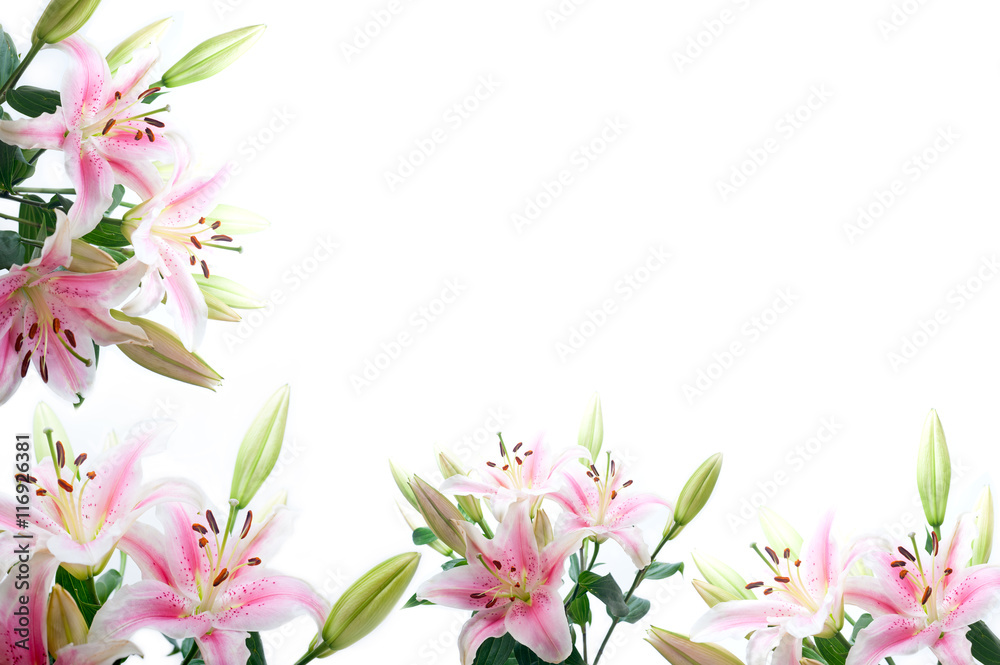 lily flowers composition frame Stock Photo | Adobe Stock