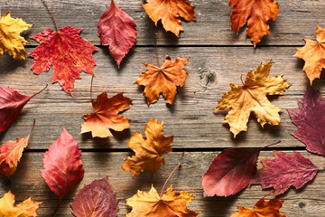 Wall Mural - Autumn maple leaves over wooden background
