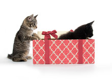 Two Cute Kittens And Gift Box
