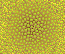 Vector Color Texture - Pattern Of Cells