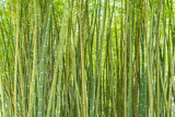 Fototapeta Sypialnia - bamboo forest