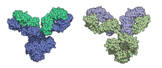 Wall Mural - IgG1 monoclonal antibody (immunoglobulin). 