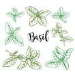 Hand drawn colored  basil in vector