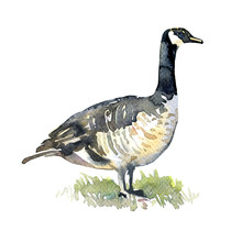 Canadian Goose On Green Grass Isolated, Watercolor Illustration