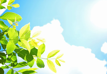 Sticker - Tree branches with green leaves on sky background