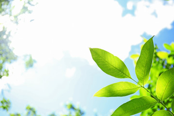 Canvas Print - Tree branches with green leaves on sky background