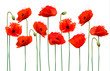 Abstract background with red poppies flowers. Vector.