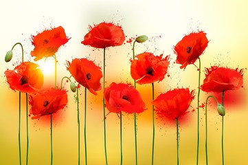 Poster - Nature background with red beauty poppies. Vector.