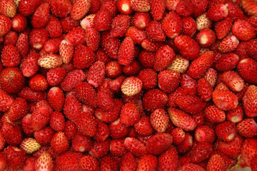 wild strawberries