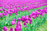 Fototapeta  - Rows of beautiful purple tulips flowers in a large field