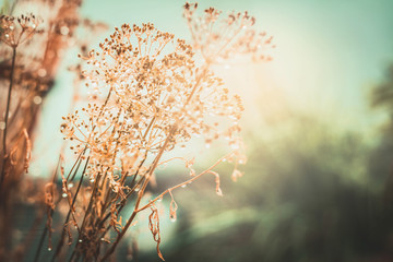 Autumn sunset landscape nature background. Dried flowers with water drops after the rain. Selective focus