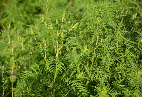Ambrosia artemisiifolia causing allergy. Tableau sur Toile