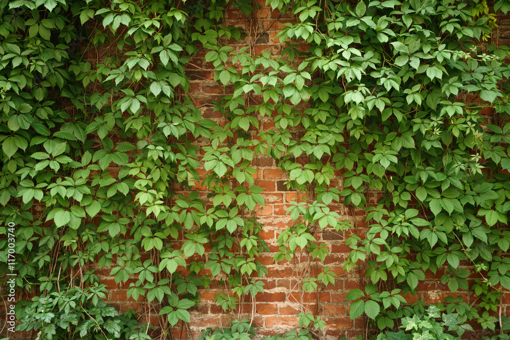 red old brick wall with climbing plants - obrazy, fototapety, plakaty 