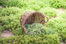 Fresh Grass In Basket And Sickle.