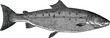 Vintage picture trout salmon fish