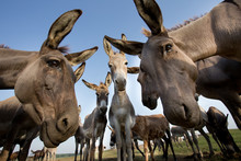 Donkeys Staring At Camera