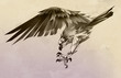wings osprey