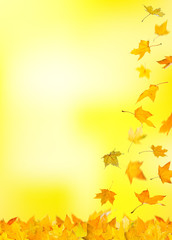 Wall Mural - Falling autumn yellow maple leaves, isolated on natural background.