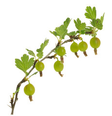 Poster - Twig with unripe gooseberries, Ribes uva-crispa 