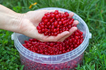 Wall Mural - Hand with washed red currants