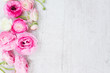 Leinwandbild Motiv Pink and white ranunculus flowers