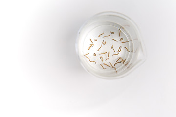 Mosquito larvae in a beaker