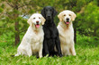 © Anna Goroshnikova - group of three dogs - flat-coated Retriever and two Golden Retri