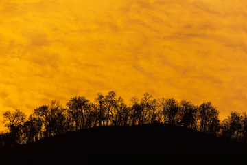 Wall Mural - silhouette tree in the forest on the mountain and yellow sky, ab