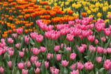 Fototapeta Tulipany - orange, pink and yellow tulip field in spring 