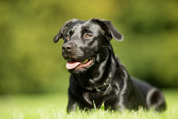 Wall Mural - Black Labrador Retriever