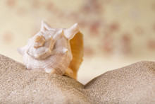 A Solitaire Shell Solitary Shell Free Stock Photo - Public Domain Pictures