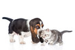 Basset hound puppy playing with a kitten. isolated on white 
