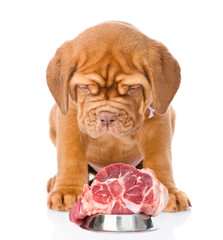 Bordeaux puppy dog with a piece of raw meat. isolated on white 