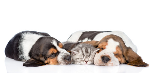 Wall Mural - kitten sleep with two basset hound puppies. isolated on white 