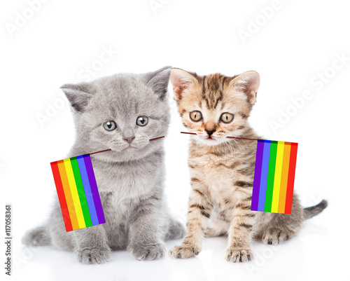 Gay shorthair