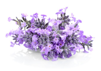 Wall Mural - Bouquet of lavender flowers on light background