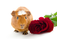Cute Guinea Pig And A Red Rose (on A White Background)