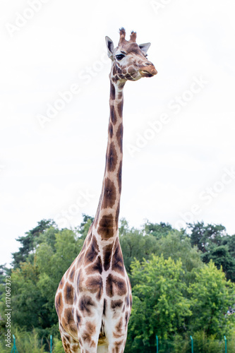 Fényképezés Giraffe portrait wild zoo. Close up shot.