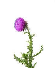 Musk Thistle Or Nodding Thistle On The White Background