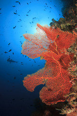 Poster - Gorgonian Fan Coral with shark and fish in background