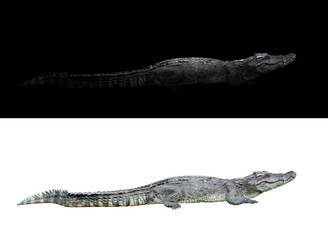 Sticker - crocodile on dark and white background