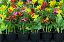 Flowers In Pots , Azalea Colorful Flowers Pots, Flowers Shop. Indian Shot, India Short Plant, India Shoot, Butsarana, Cannas, Canna Lily