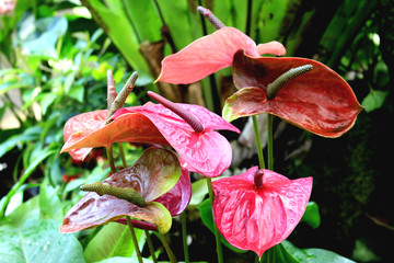 Sticker - anthurium tropical flower