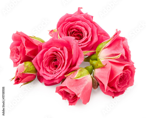 Pink roses isolated on white background