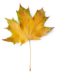 Sticker - Leaf of maple tree