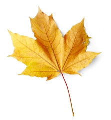 Sticker - Yellow maple leaf