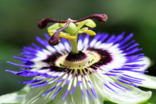 The Passion Flower Is Native To South America